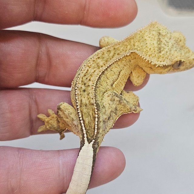 Super Stripe 100% Het Axanthic