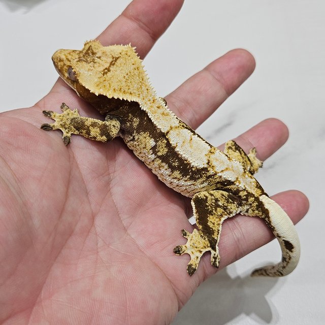 Tri Red Drippy White Spot