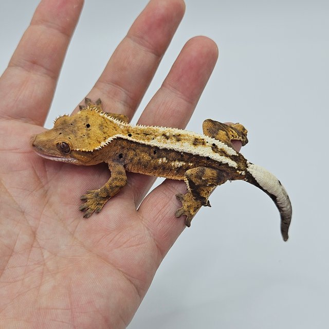 Sable 100% Het Axanthic