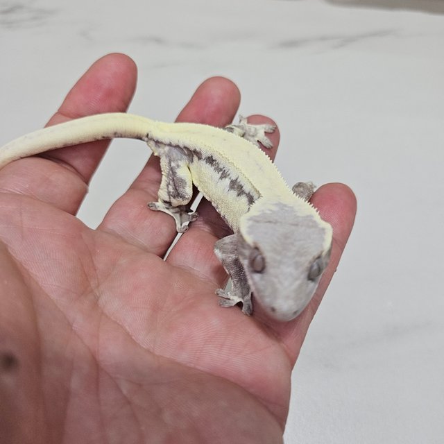 릴리 세이블 솔리드백