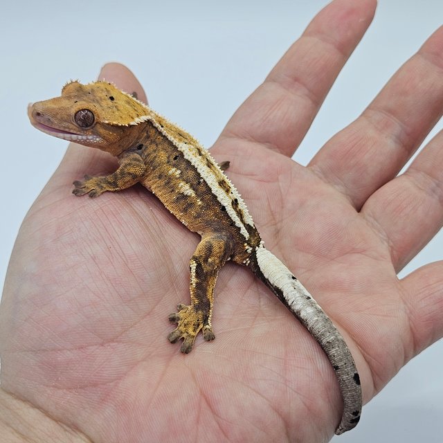 Sable 100% Het Axanthic