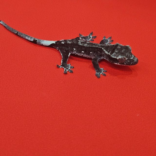 아잔틱