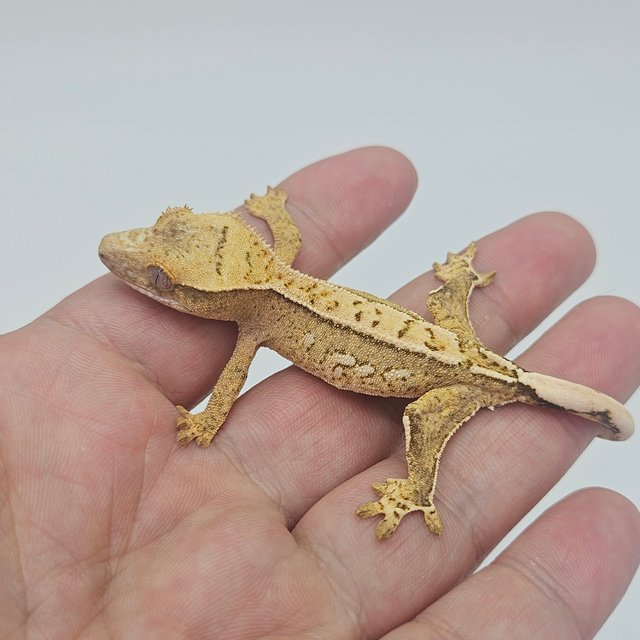 White Spot 100% Het Axanthic Tri