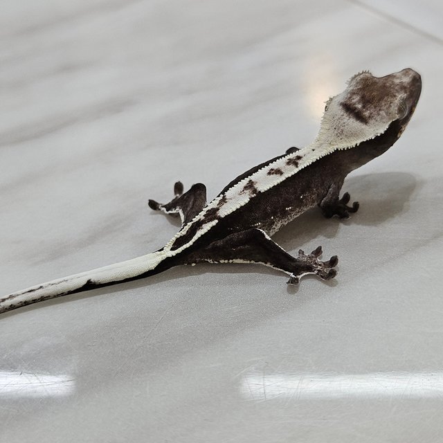 아잔틱 화이트핀