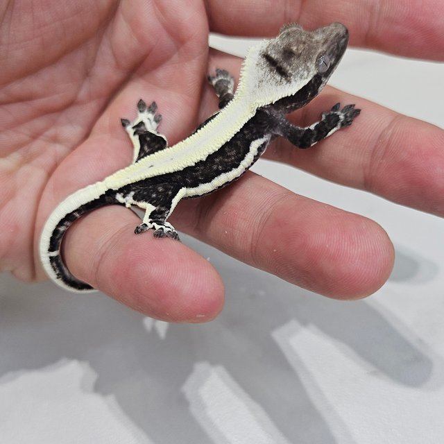 Solid Back Lilly Axanthic Super Stripe