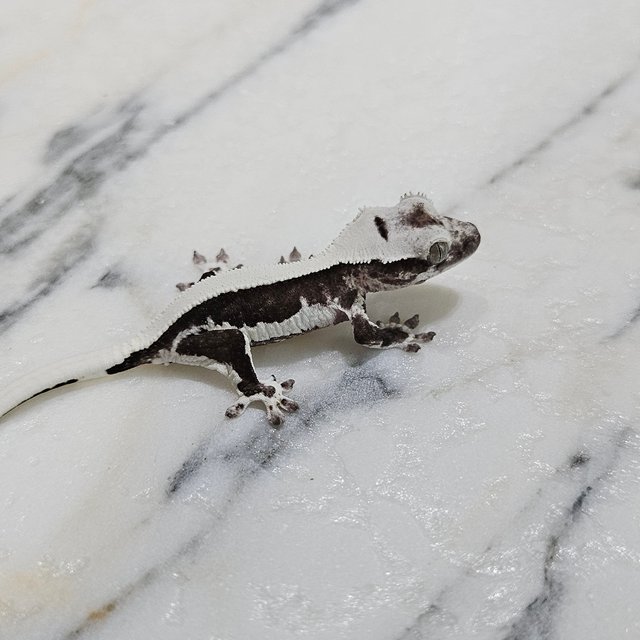 릴잔틱 솔리드백