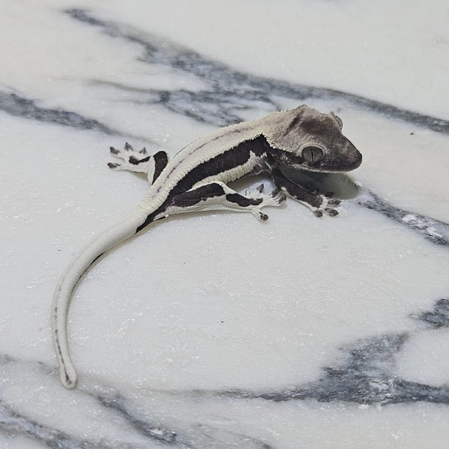 릴잔틱 세이블 릴리 세이블 아잔틱