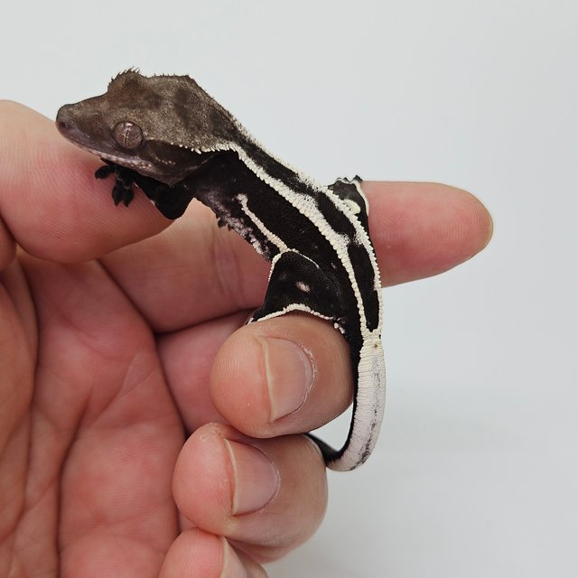 아잔틱 슈퍼스트라이프 쿼드 엠티백