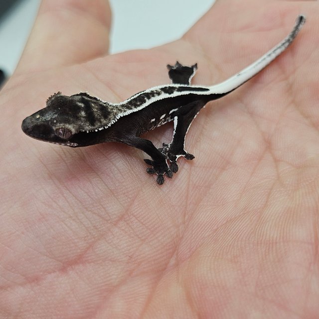 슈퍼스트라이프 엠티백 아잔틱