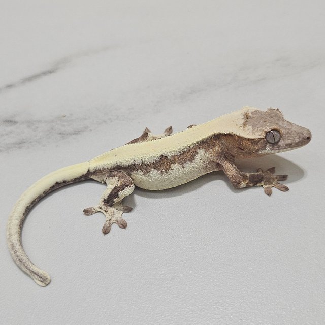 LW Sable 100% Het Axanthic Solid Back