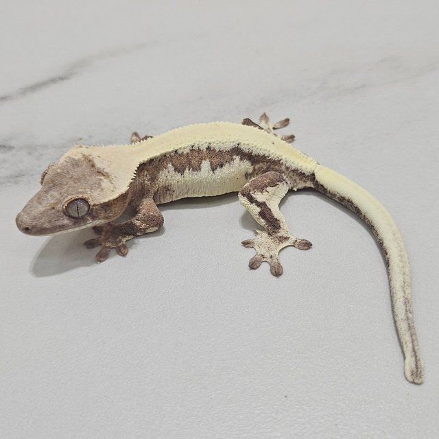 LW Sable 100% Het Axanthic Solid Back