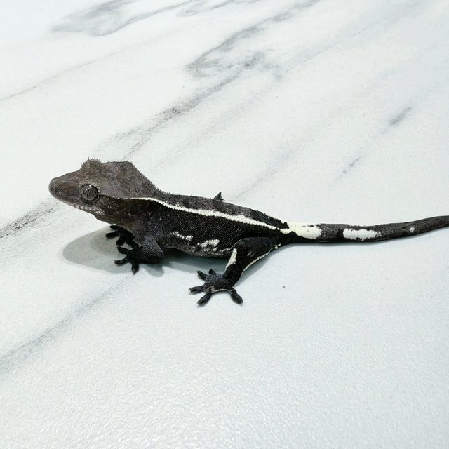Axanthic Quad