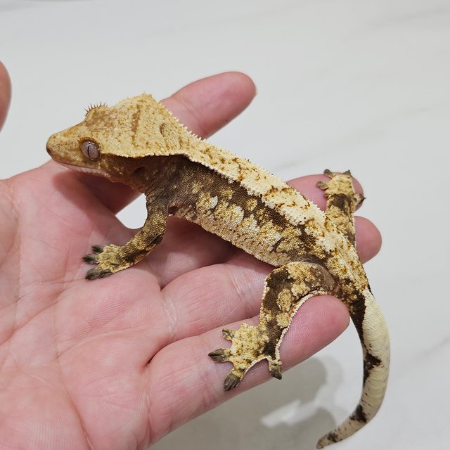 Tri Red Drippy White Spot