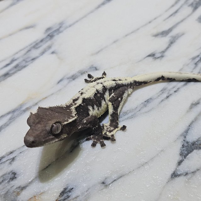 릴잔틱 세이블 릴리 세이블 아잔틱