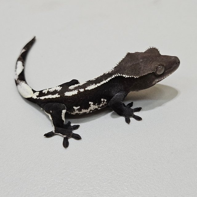Axanthic