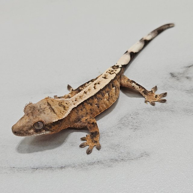 Sable 100% Het Axanthic
