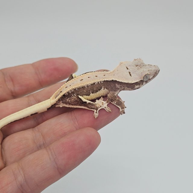 Lilly 100% Het Axanthic Full Pinstripe Quad