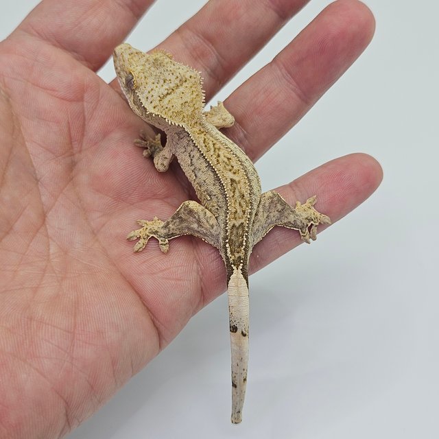 100% Het Axanthic Quad Full Pinstripe