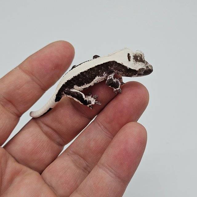 릴잔틱 솔리드백