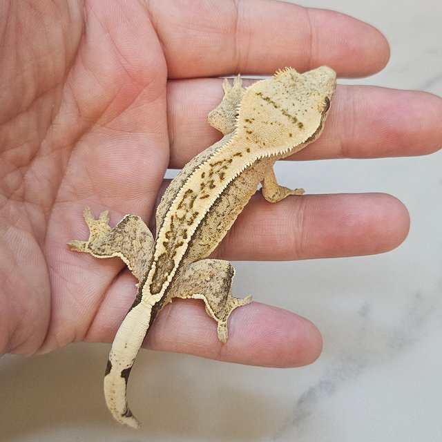 Full Pinstripe 100% Het Axanthic