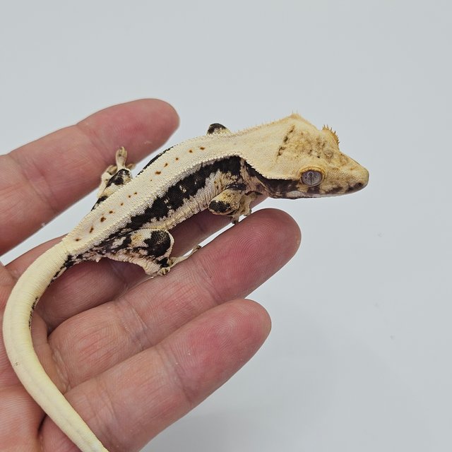 Lilly 100% Het Axanthic