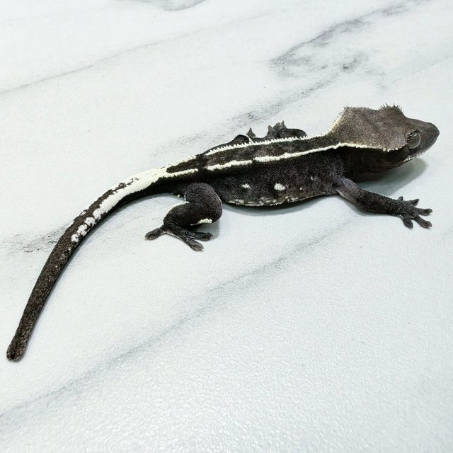 Axanthic