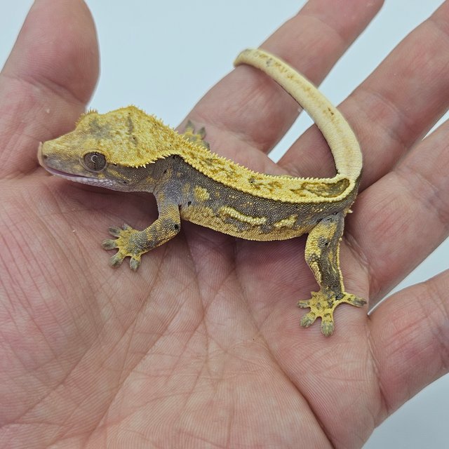 Super Stripe 100% Het Axanthic