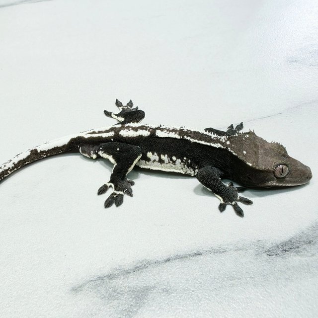 Axanthic