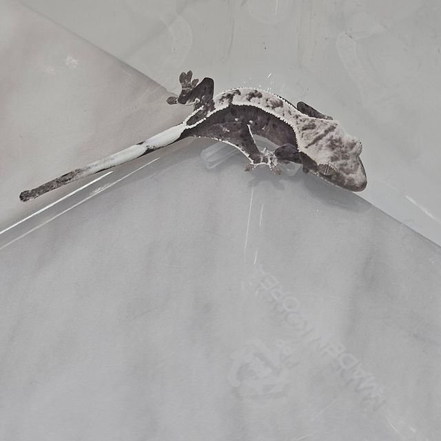 아잔틱