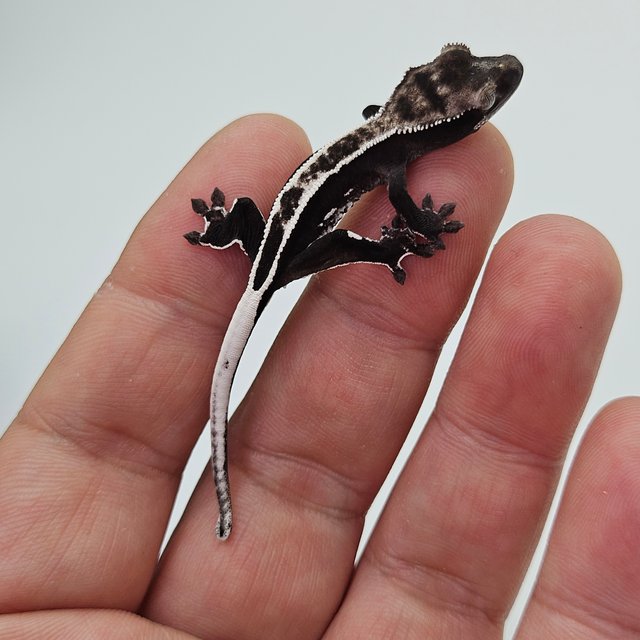 슈퍼스트라이프 엠티백 아잔틱