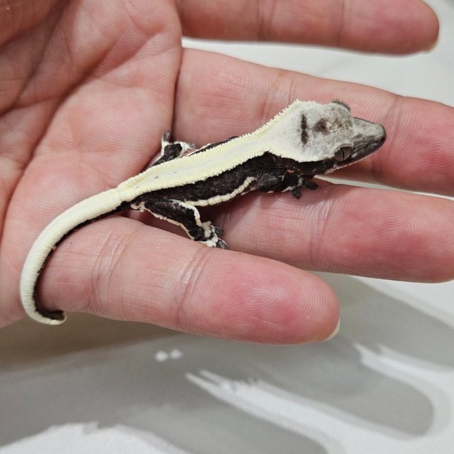 Lilly Axanthic Super Stripe
