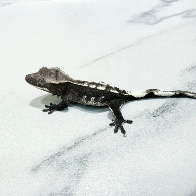 Axanthic