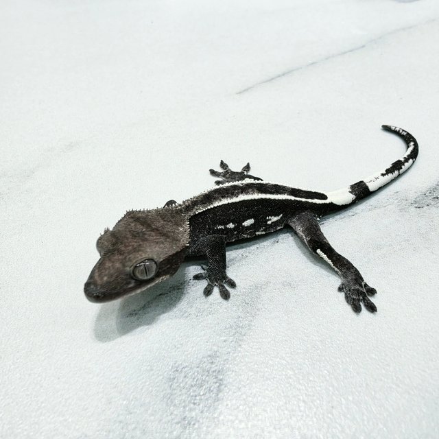 Axanthic