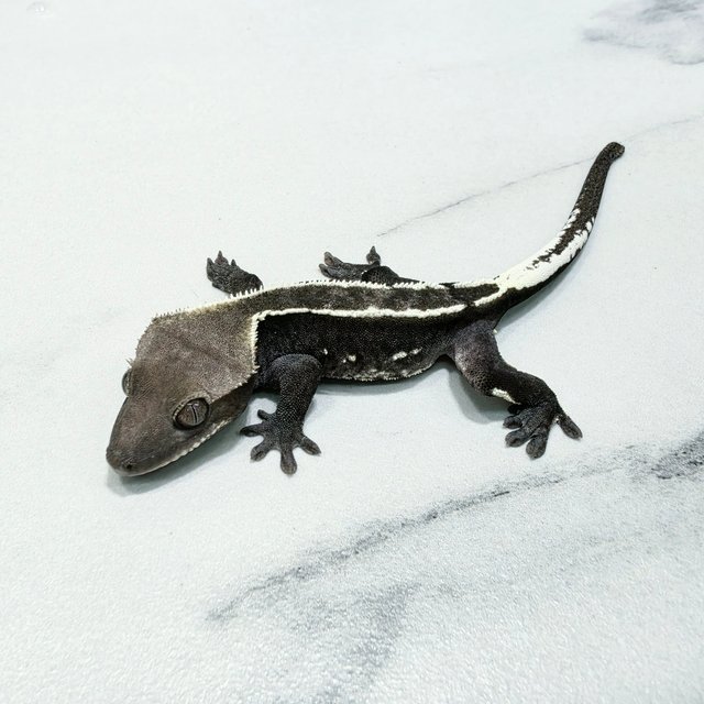 Axanthic