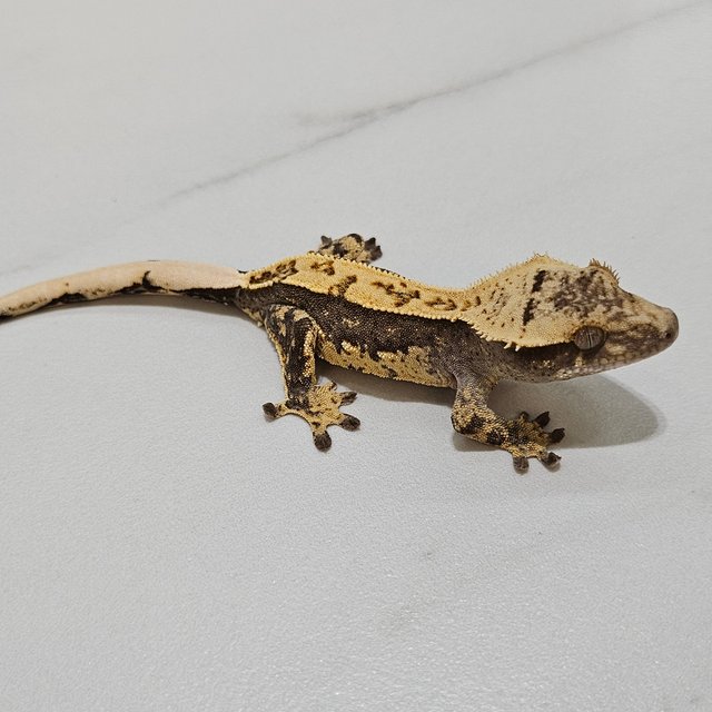 100% Het Axanthic