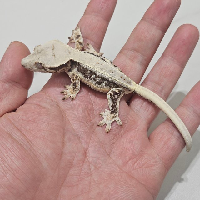 Lilly 100% Het Axanthic
