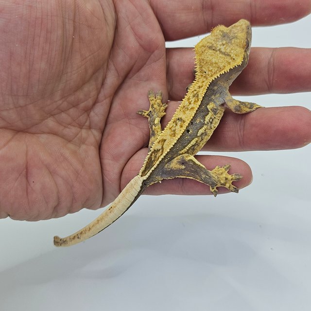 Super Stripe 100% Het Axanthic