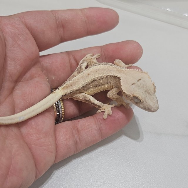 Lilly 100% Het Axanthic