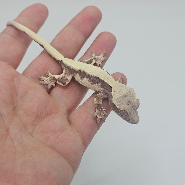 LW Sable 100% Het Axanthic Sable Lilly 100% Het Axanthic