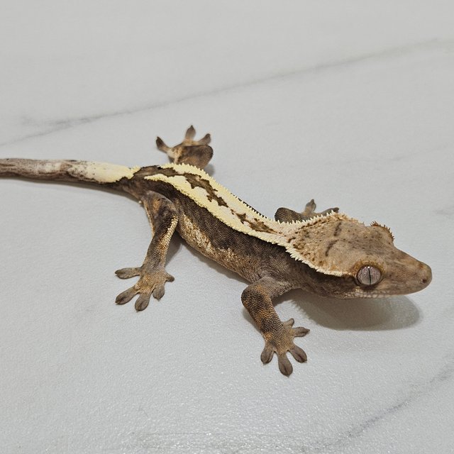 Sable 100% Het Axanthic
