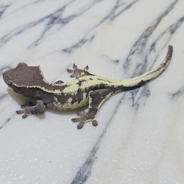 릴리 세이블 아잔틱 릴잔틱 세이블