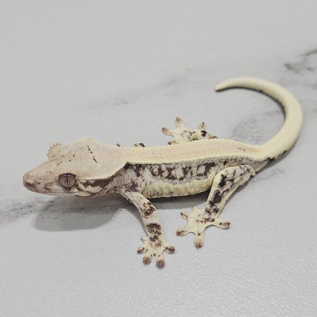 Lilly 100% Het Axanthic