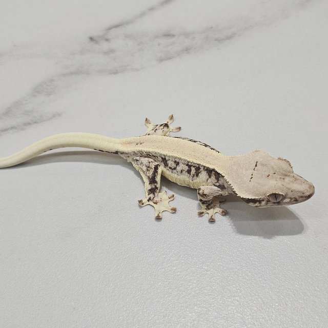 Lilly 100% Het Axanthic