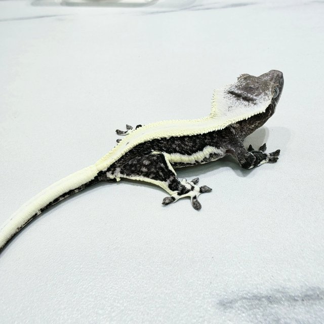 Lilly Axanthic