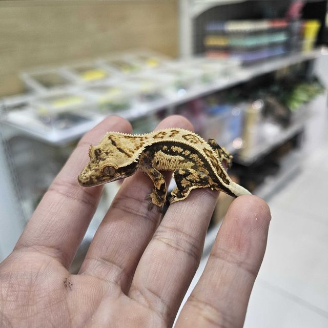 풀핀 쿼드