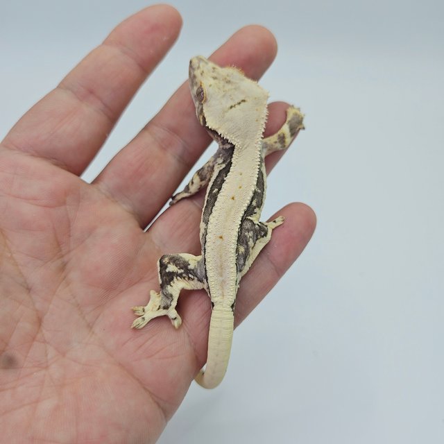 Lilly 100% Het Axanthic