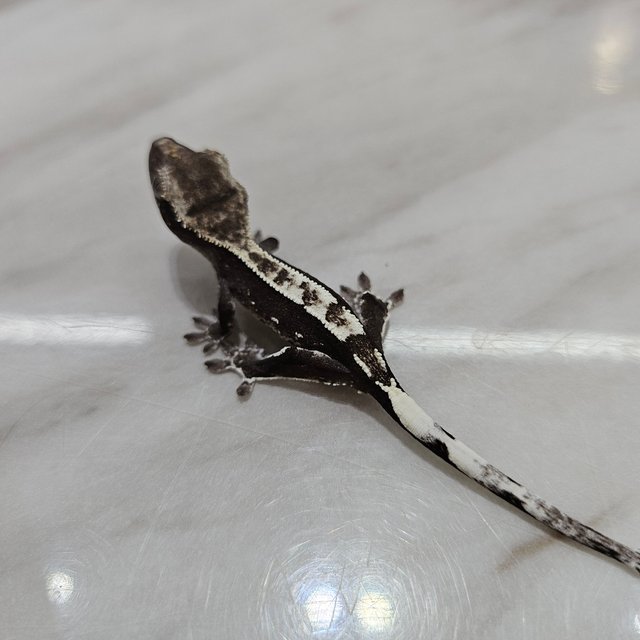 아잔틱