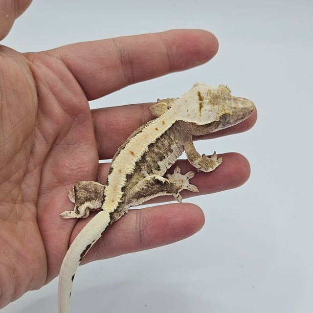 Lilly 100% Het Axanthic