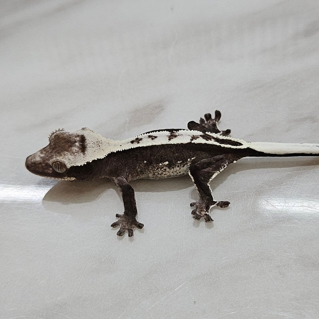 아잔틱 화이트핀