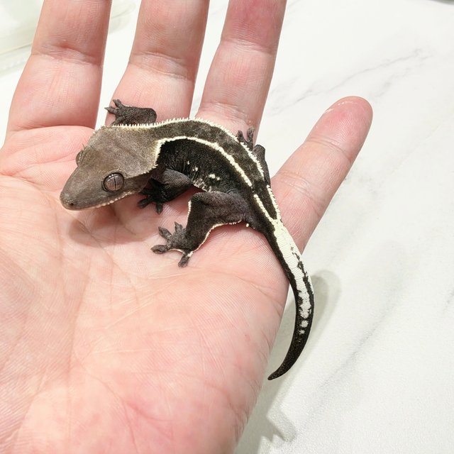Axanthic